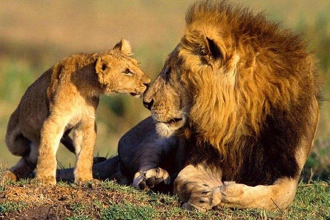 Lake Nakuru Day Trip From Nairobi - Meeting and Pickup Details