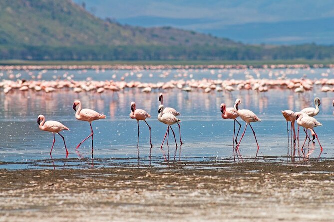 Lake Nakuru National Park Wildlife Private Day Tour From Nairobi - Customer Support