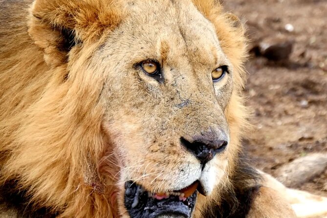 Lake Nakuru NP Half-Day Safari - Meeting Point and Pickup Information