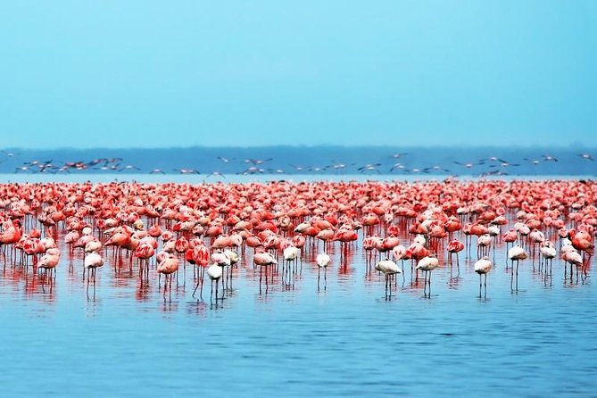 Lake Nakuru Park/Lakenaivasha Boat Ride Riftvalley Day Trip - Additional Information