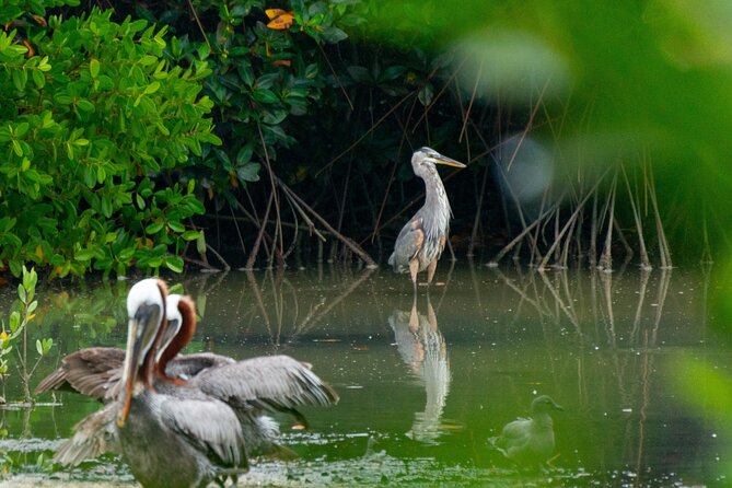 Lake Skadar: Early-morning Birdwatching and Photography Tour - Cancellation Policy