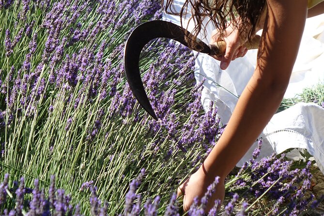 Lavender Harvesting and Distillation Workshop in Bellegarde - Reservation and Cancellation Policy