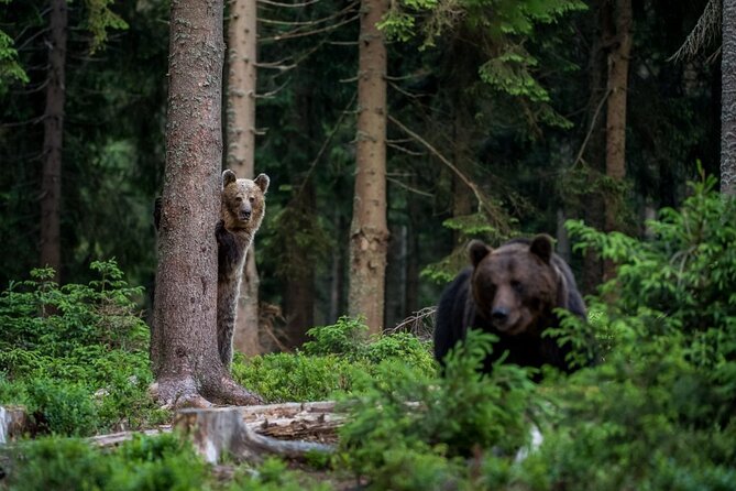Libearty Bear Sanctuary and Dracula Castle From Brasov - Additional Info