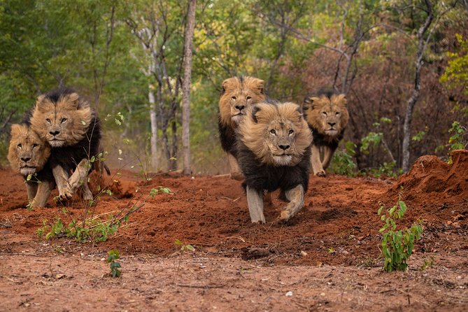 Lion & Wildlife Sanctuary Excursion Victoria Falls - Customer Experiences Shared