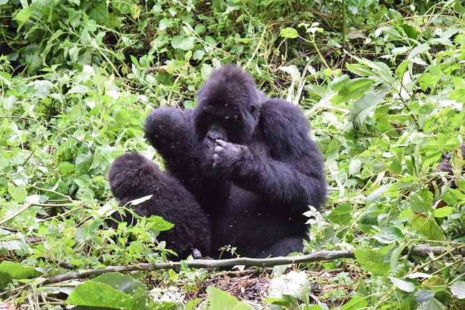 Lowland Gorilla Trekking in Kahuzi-Biega National Park - Packing Essentials