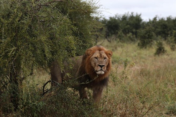 Luxury Okavango Safari - 4 Day - Good To Know