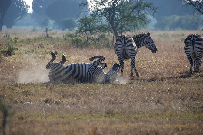 Make a Date With Flamingos and Rhinos of Lake Nakuru National Park - 1 Day - Important Information
