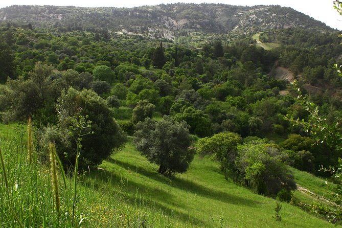 Make You Own Wildcrafted Extra Virgin Olive Oil! - Storing and Preserving Olive Oil