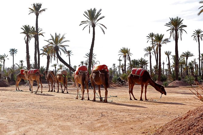 Marrakesh Day Trip With Camel Ride From Casablanca - Directions