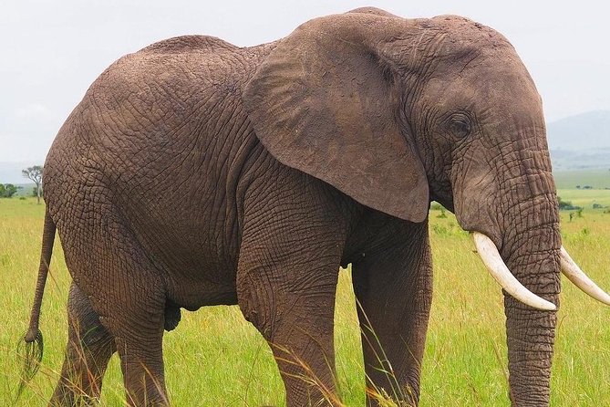 Masai Mara 3 Day Safari | Private 4WD Jeep Tour - Frequently Asked Questions