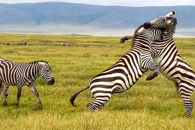 Matopos Park Day Game Drive With Rhino Tracking! - What to Expect During the Drive