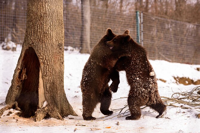 Meet the Bears & Visit Dracula Castle Day Tour From Bucharest - Attractions