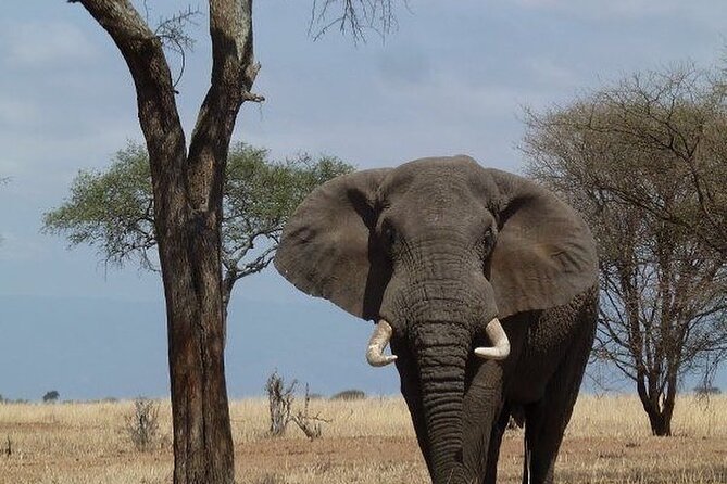 Mikumi National Park 3 Day Tour