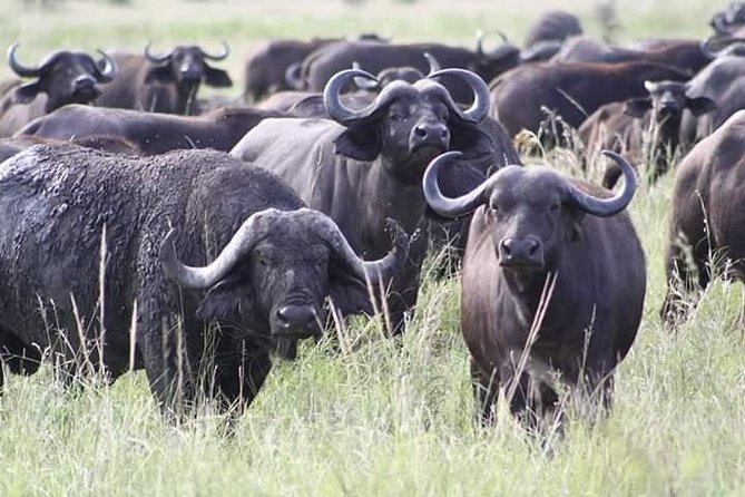 Mikumi National Park 3 Days - Booking Information
