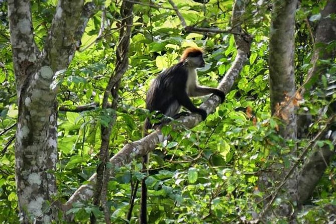 Mikumi National Park to Udzungwa Mountain National Park Tour 2 Days 1 Night - The Sum Up