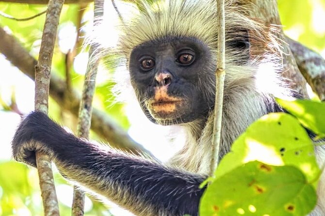 Mnemba Dolphin Tour, Jozani Forest Tour, The Rock, Prison Island - Cancellation Policy and Price