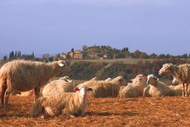 Montepulciano and Pienza Tuscany Wine&Cheese Full Day From Florence - Trip Overview