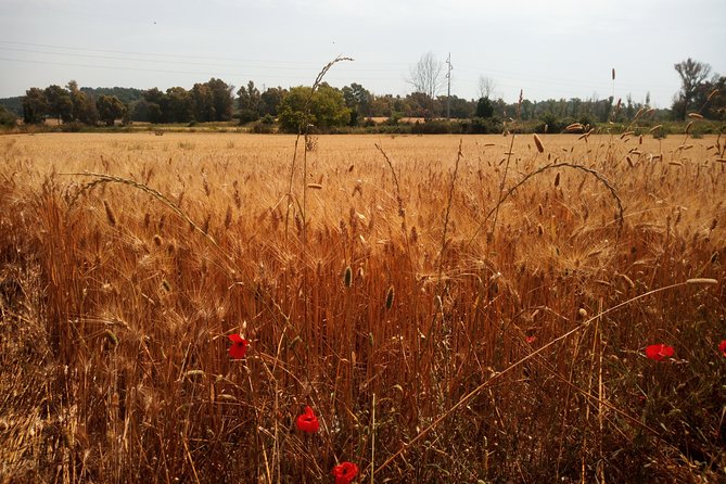 Monteriggioni San Gimignano and Castellina in Chianti Fullday From Rome - Inclusions