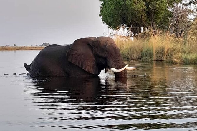 Moremi Full Day Trip In The World Renowned Moremi Game Reserve - Inclusions