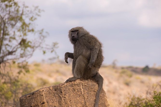 Morning Safari Nairobi Park/elephant Orphanage/giraffe Centre - Insider Tips