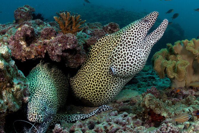 Muscat Diving Experience to Daymaniyat Islands - Cancellation Policy