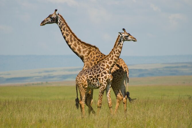 Nairobi Airport Layover: Tour Giraffe Center - Meeting and Pickup