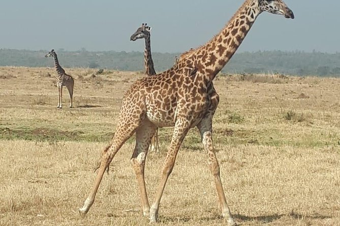 Nairobi City Excursions and Highligts Guided Tour With Free Pick and Droop off - Transportation and Drop-off