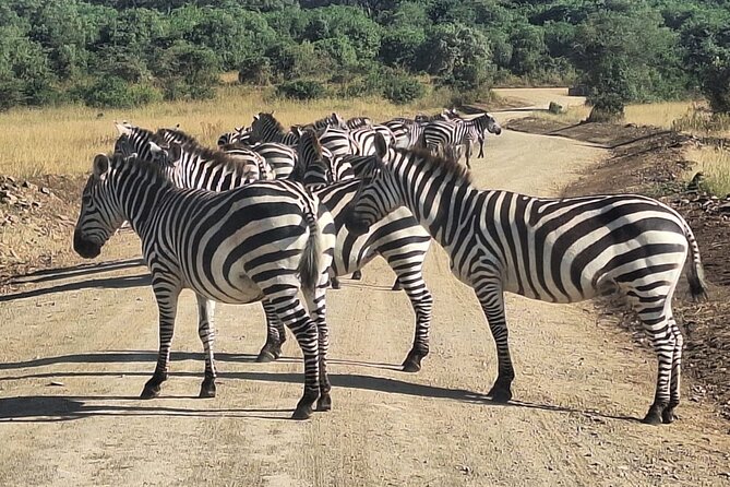 Nairobi National Park and Giraffe Centre Guided Safari Tour - Accessibility Information
