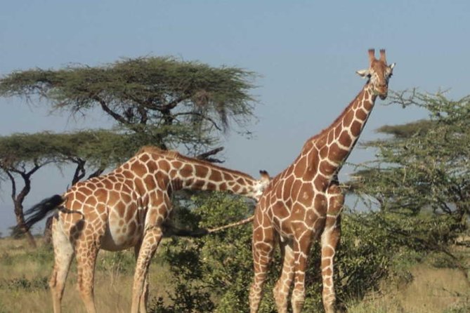 Nairobi National Park, Elephant Orphanage, Giraffe Centre,Karen Blixen Day Tour - Accessibility Information