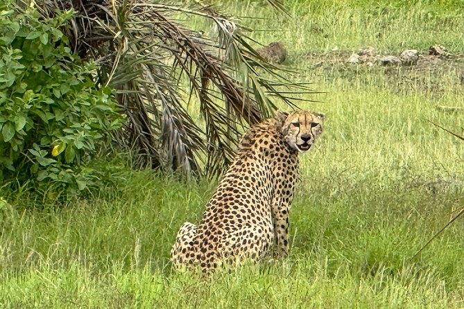 Nairobi National Park Game Drive - Participant Eligibility and Tour Type