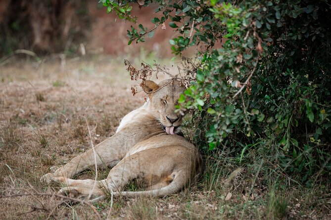 Nairobi National Park Game Drive in an Open Jeep - Sunrise / Sunset - Frequently Asked Questions