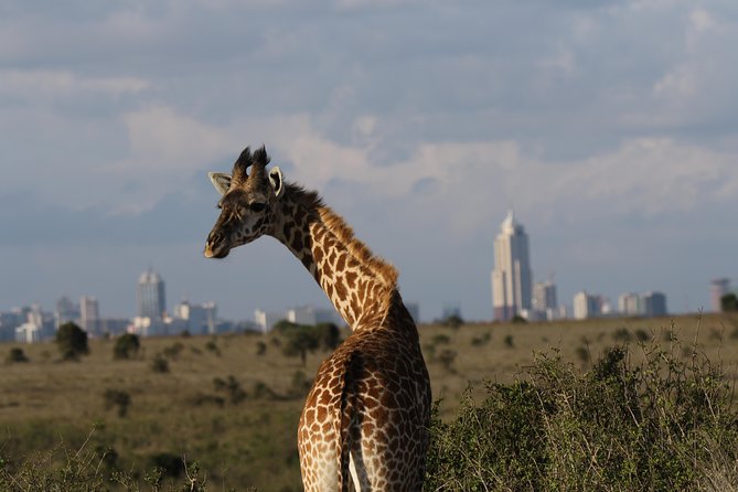 Nairobi National Park Guided Tour - Additional Information