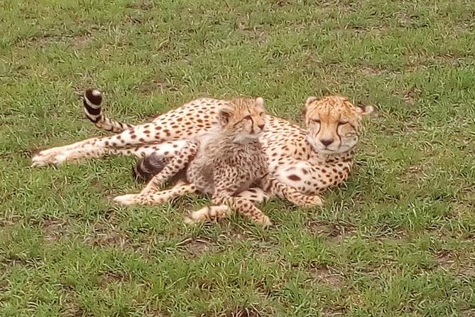 Nairobi National Park Half-Day Tour; Free Wi-Fi Connection - Customer Feedback