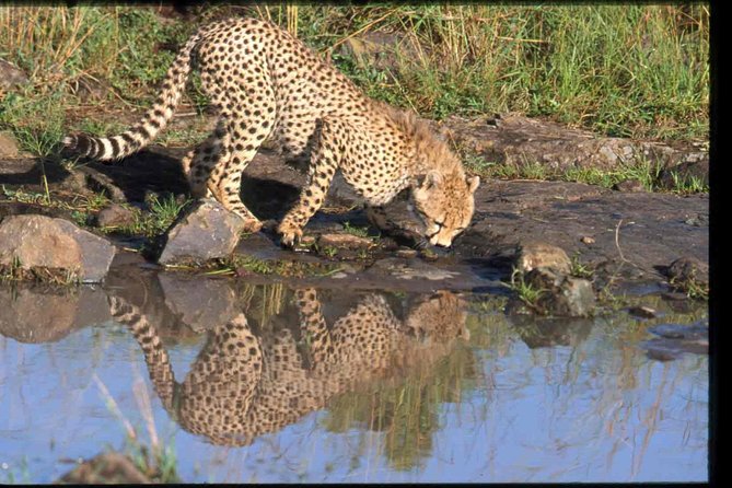 Nairobi National Park Safari - Booking Process