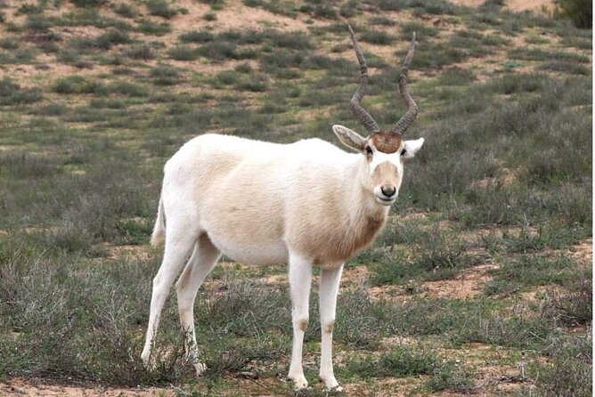 National Park Privat Safari Tour From Agadir and Taghazout - Additional Information