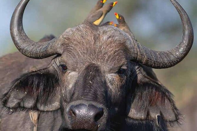 Ngorongoro, Manyara and Tarangire Tour - Cancellation Policy