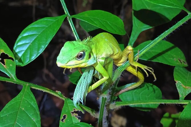 Night Froggy Adventure at Kubah National Park - Tour Details
