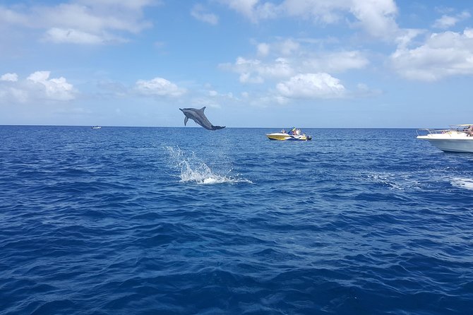 Ocean Swim With Dolphins - Snorkeling Experience