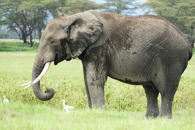 Ol Pejeta Conservancy Day Tour From Nairobi - Final Steps to Secure Your Spot