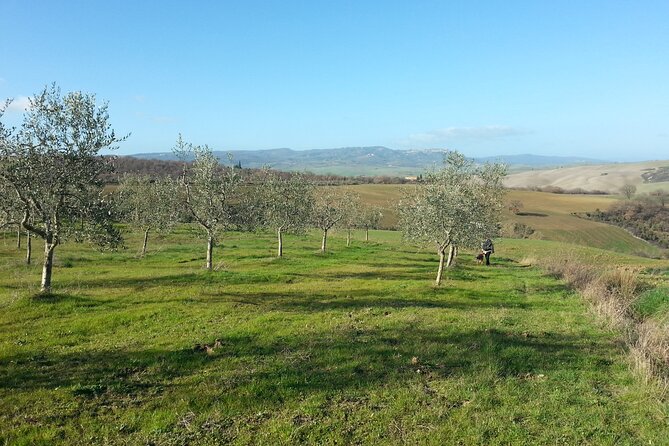 Olive Experience Walk Among the Olive Trees With Tasting - Start Time and Opening Hours