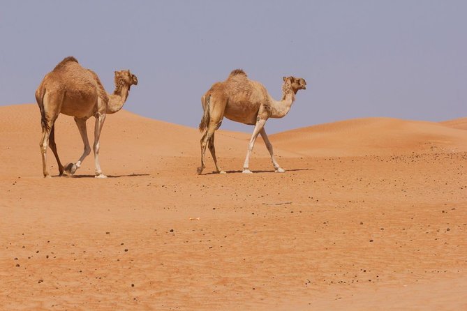 Oman Desert Experience - Wahiba Sands - Activities and Sightseeing in Wahiba Sands