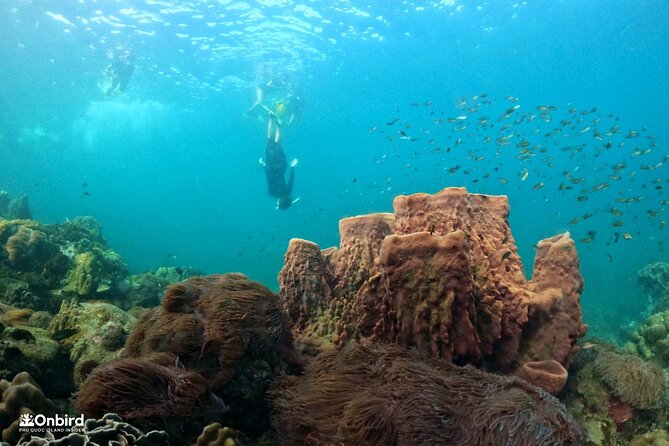 Onbird - PRIVATE ADVENTURE SNORKELING - Explore Half-Moon Reef & Coral Mountain - Pickup Details