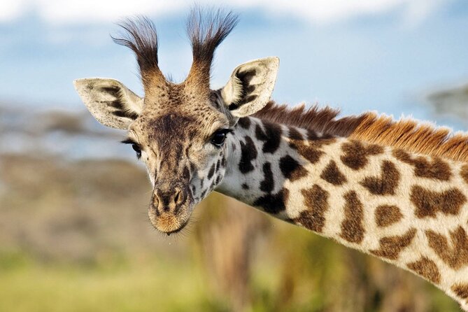 One-Day Safari Tour From Zanzibar With Lunch and Pick up - Weather Considerations