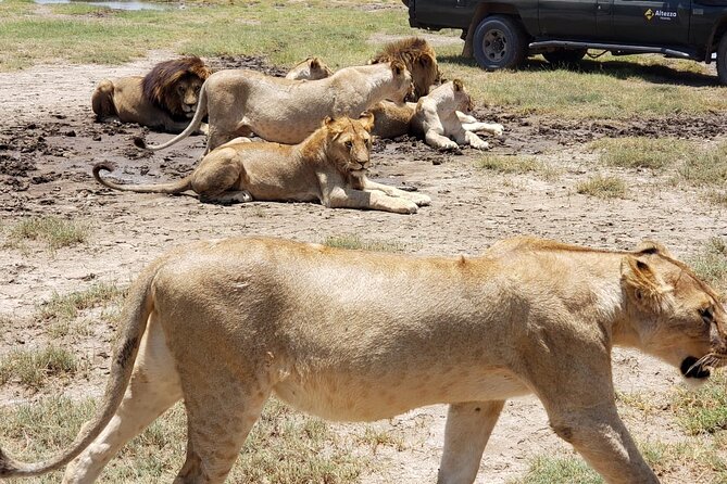 One Day Tanzania Safari - Tarangire or Arusha National Park - Frequently Asked Questions