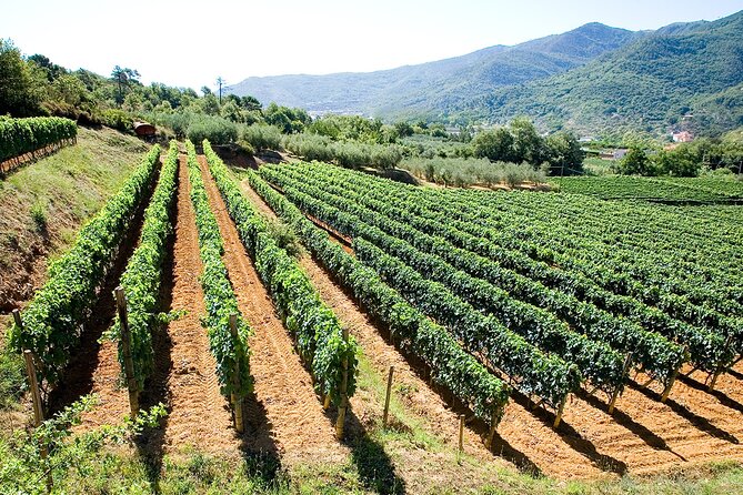 Organic Family Winery Experience in Liguria - Additional Details