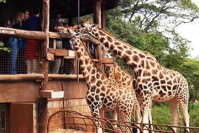 Out of Africa Tour: Giraffe Centre and Karen Blixen Museum From Nairobi - Conservation and Education