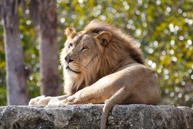 Pafos Zoo Visit & Blue Lagoon Cruise With Local Guide Limassol - Tour Details and Recommendations