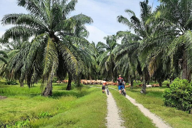 Penang Countryside Small Group Cycling Tour by Matahari - Requirements and Cancellation Policy