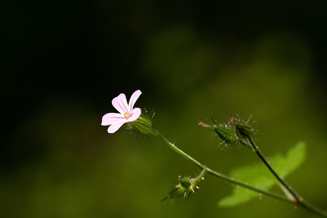 Photo Tour of Macro-Photography - Lake Garda - Opening Hours and End Point