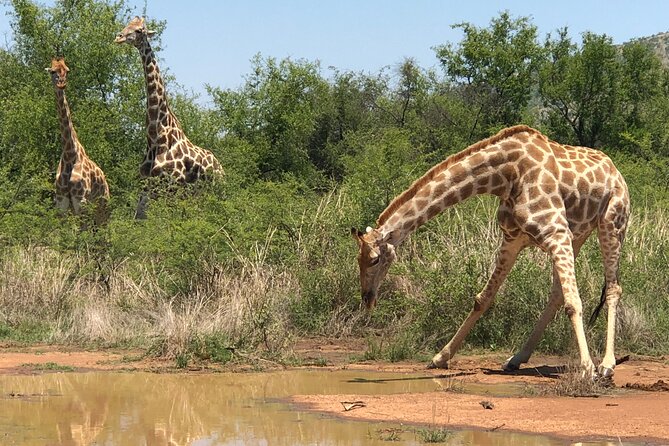 Pilanesberg Safari Tour From Johannesburg. - Tour Highlights